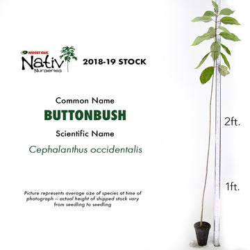Image of Buttonbush seeding showcasing height.